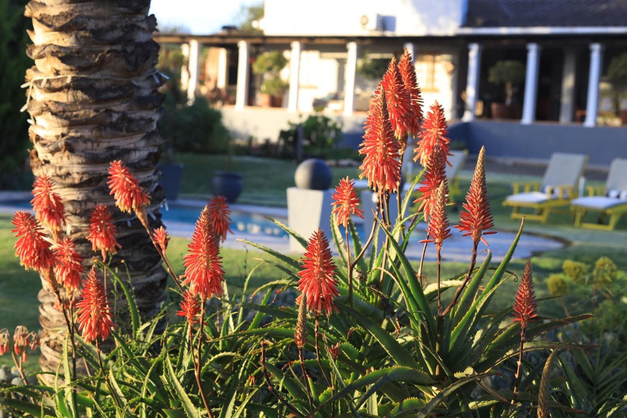 Thylitshia Villa Country Guest House Oudtshoorn Kültér fotó